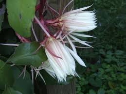 And for that, you'll need to examine the flowers. How To Make Night Blooming Cereus Bloom Diy