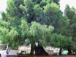 Los hábitos de crecimiento del ahuehuete son muy particulares. Ahuehuete De San Juan