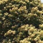 Image result for Nuxia floribunda