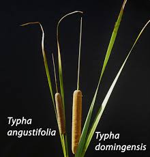 Image result for Typha