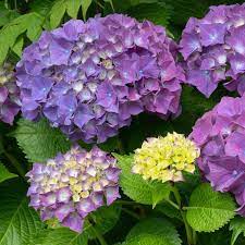 You Can Change The Color Of Some Hydrangeas Big Leaf Hydrangea Hydrangea Purple Flowers