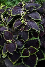 Image result for Coleus sylvestris