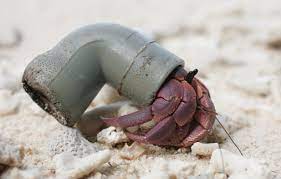 What would cause a hermit crab to die? Half A Million Hermit Crabs Found Dead From Plastic Pollution Intelligent Living