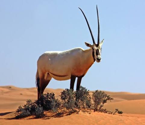 Arabian oryx - Wikipedia