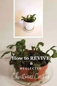 Christmas cacti and thanksgiving cacti belong to the same botanical genus, schlumbergera, meaning they're right: How To Revive A Neglected Christmas Cactus Southern Gardening Gal Christmas Cactus Propagation Christmas Cactus Cactus House Plants