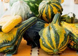 Growing Gourds How To Plant Grow And Harvest Gourds
