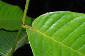 Image result for Uvaria welwitschii