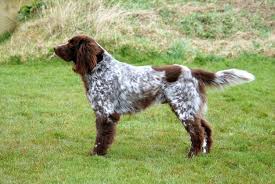 German Longhaired Pointer German Shepherd Dogs Unique Dog Breeds Dog Breeds