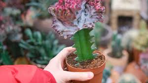 Image result for Euphorbia