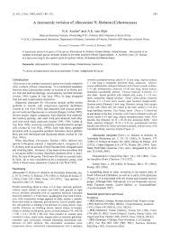 Image result for Allocassine laurifolia