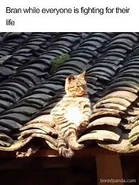 Game Of Thrones Season 8 Episode 3 The Long Night Funny Reactions Cute Animals Animals Funny Cats