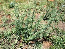 Image result for Asparagus suaveolens