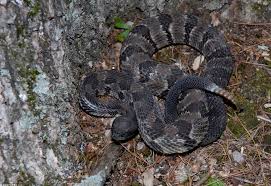 Unfortunately, the timber rattlesnake is listed as threatened or endangered in many states that surround pa (e.g. Timber Rattlesnake