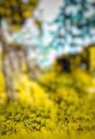 And i will share all of you free. Pin By Shibalu On Hasnain In 2021 Blurred Background Photography Background Wallpaper For Photoshop Photo Background Images Hd