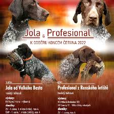 Image result for německý ohař krátkosrstý