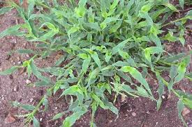 Image result for Urochloa comata