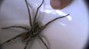 However, owens says that she and wright learned on monday that officials had. Giant Apartment Spider Wolf Spider Youtube