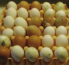 Egg Cleaning Procedures for the Backyard Flock