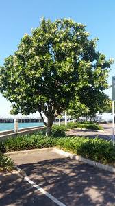Image result for Calophyllum inophyllum