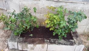Ver más ideas sobre jardinería, ideas de jardinería, jardines. Construir Una Jardinera Con Bloques En El Jardin Jardineria On