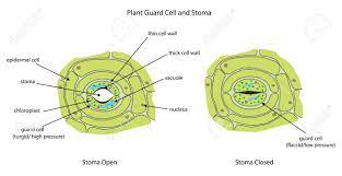 Posted on october 24, 2015 by admin. Labeled Diagram Showing Plant Stoma Open And Closed Royalty Free Cliparts Vectors And Stock Illustration Image 37622758
