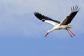 Trauerschnäpper brüten viel zeitiger als zuvor. Unsere Zugvogel Nabu