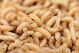 Check spelling or type a new query. How Maggots Could Lead To More Sustainable Agriculture Mental Floss