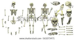 Anatomy of normal arm bone. Arm Bones Drawing At Getdrawings Free Download