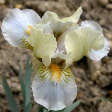 Купить ирис карликовый джолли джой (iris jolly joey), 1 шт по цене 59 руб.  в интернет магазине "Первые Семена"