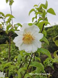 Image result for Oncoba