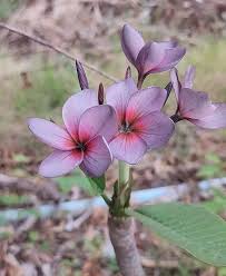 Image result for Plumeria rubra