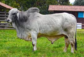 Over the years, brahmins claimed magical and supernatural powers and thus they became holy like the holy cows of hinduism. Brahman Cattle Are Known For Their Extreme Tolerance To Heat And Are Widespread In Tropical Regions Get Insight About Their C Types Of Cows Cow Breeds Of Cows