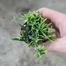Image result for Rhipsalis