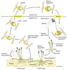 Botany Carlson Stock Art In 2020 Botany Biology Plants Study Biology