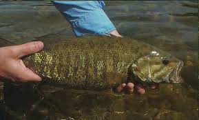 Fly Fishing For Smallmouth Bass