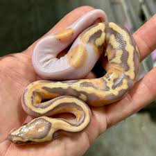 Image result for Pycreus sp.no.1