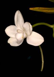 Image result for Stolzia kalkhof-roseae