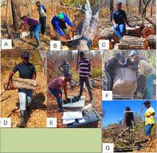 Image result for Pteleopsis anisoptera