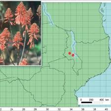 Image result for Aloe cameronii × greatheadii