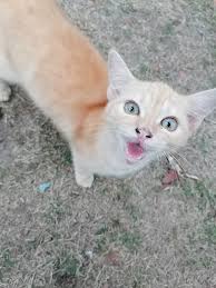 My fave photo today: Papang mimicking the lucky cat charm at LuxuryandStyle  by Sophie Homes and Mamang's extremely happy face Mas gagalingan ko pa to  make you guys proud and give you