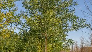 Image result for Styphnolobium