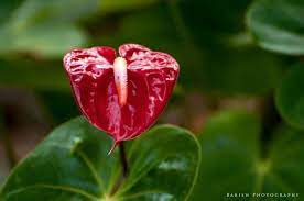 Red Anthurium Tailflower Flamingo Flower Laceleaf Flamingo Flower Anthurium Flowers