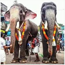 He had won ithithanam gajamela also. Gajarajan Mangalamkunnu Karnan Posts Facebook