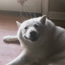 That Dog Loves That Head Messaging Metal Accessory Just Look At That Look That Really Appears To Show Video Funny Animal Pictures Cute Funny Animals Cute Animals