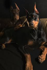doberman dobermanpinscher dog dogsofinstagram dogs dobie dobermansofinstagram dobermanpride dobermann k doberman dogs doberman pinscher dog doberman