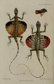 The colours and ornaments produced by sexual selection do not need to make any sense. Draco Flying Dragon Proceedings Of The Zoological Society Of London 1897 Scientific Illustration Fauna Illustration Animal Illustration