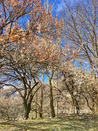 Cherry Blossoms Season In March