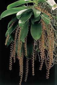 Image result for Chamaeangis