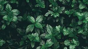 Lockscreen & wallpapers — green aesthetic. Green Aesthetic Laptop Wallpapers Wallpaper Cave