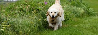 House pet and large pet cremation service since 2003, family owned and residents of rutherford county. Peebles Pet Services Oakland Tn Funeral Home And Cremation